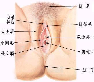 女人阴经缩下去香港码澳门码。/精选解析解释落实关于女性生理特征与香港码澳门码的精选解析