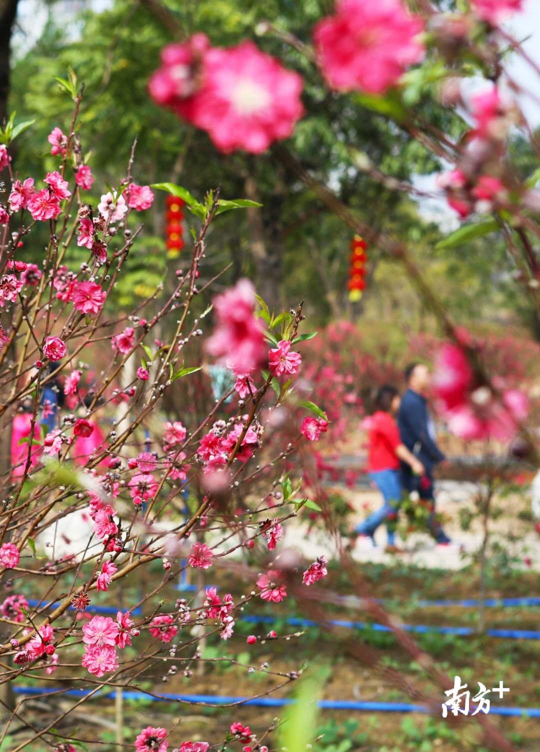 广东花城企业有限公司广东花城企业有限公司，探索与崛起的商业巨擘