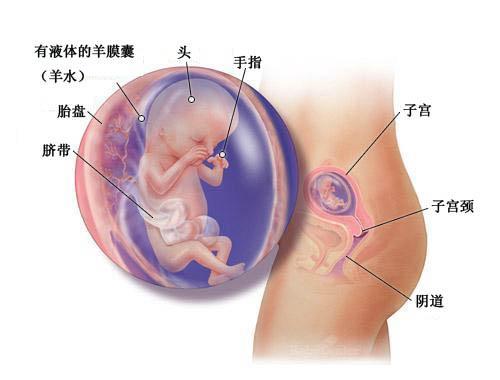 四个月的胎儿可以打掉吗关于四个月的胎儿是否应该被打掉，深入解析与伦理思考